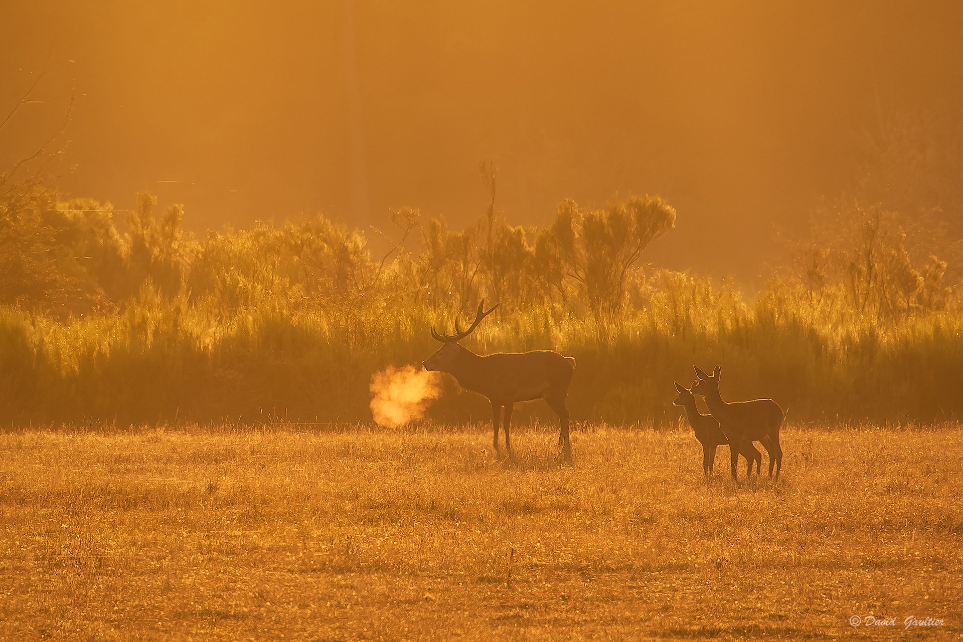 Cerf et biches à contre-jour, souffle de vapeur dans le froid du matin — Sologne — David Gaultier