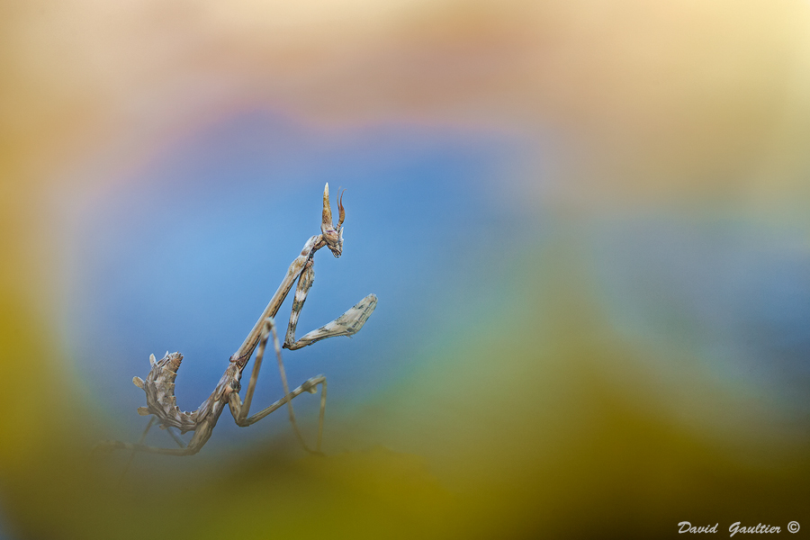 Empusa pennata larve sur tige — Var, Provence — David Gaultier