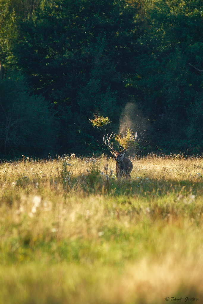 Le Jongleur de Forêt