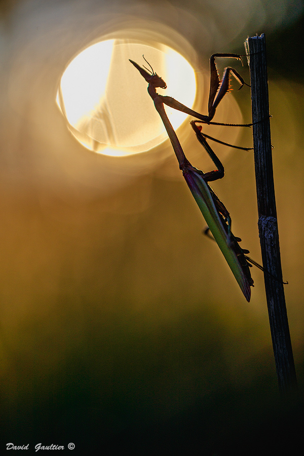 Gardien du Soleil