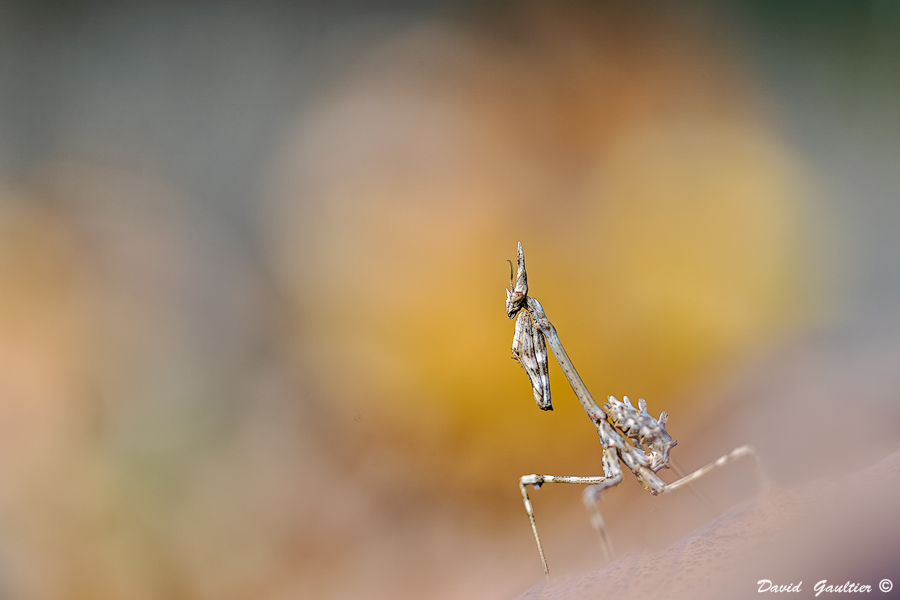Debout dans l'Automne