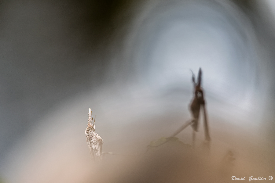 L'Ombre et le Double