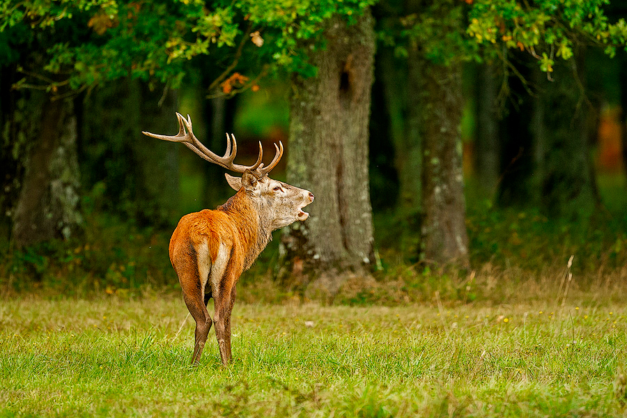 L'Appel des Sous-Bois