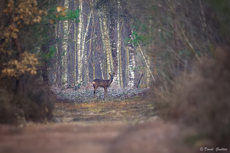 Au Bout du Sentier