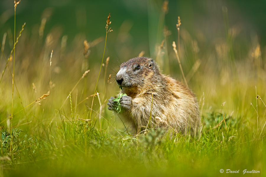 Gourmandise au Soleil