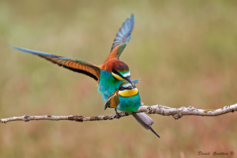 Quand les Ailes se Rejoignent