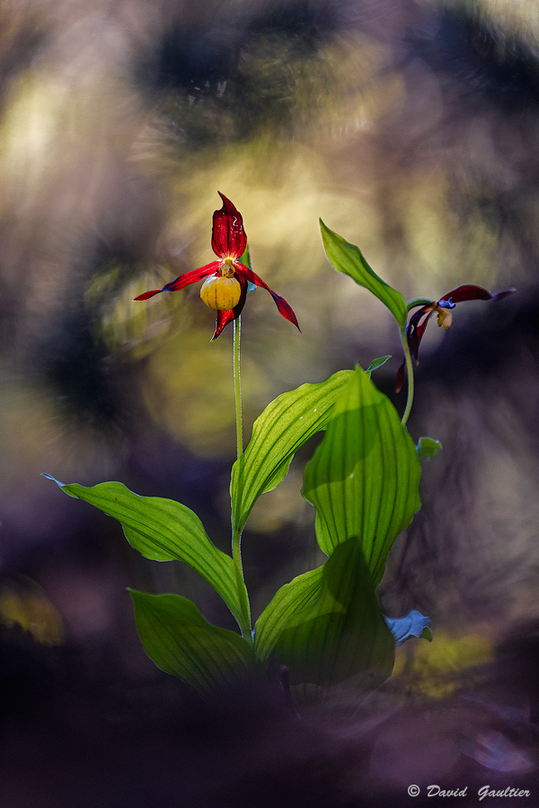 Le Sabre Rouge