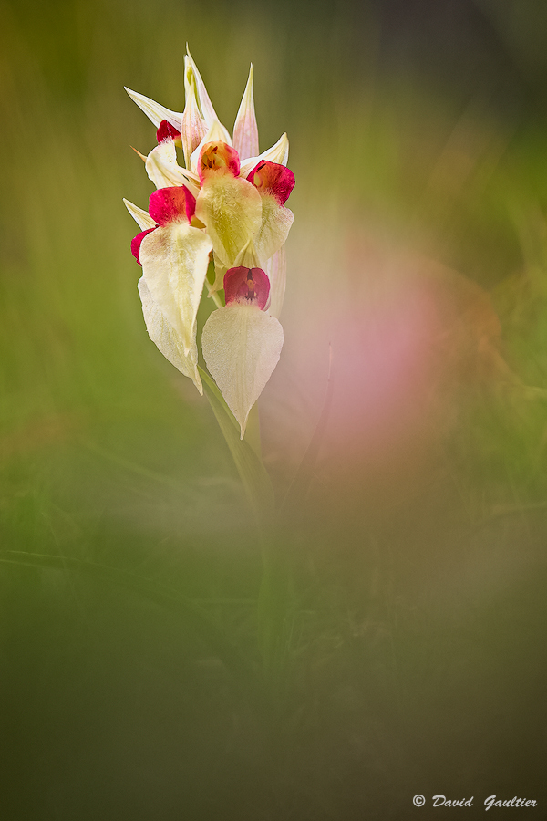 Flamme dans les Herbes
